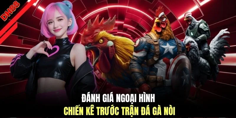 Đánh giá ngoại hình chiến kê trước trận đá gà nòi