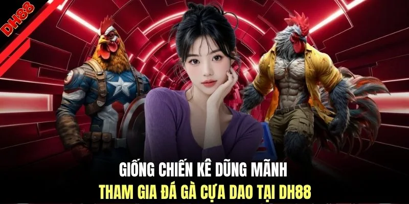 Giống chiến kê dũng mãnh tham gia đá gà cựa dao tại DH88